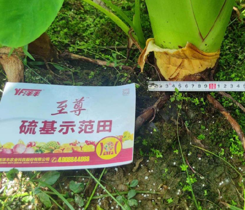 图片1示范田芋头茎粗.jpg