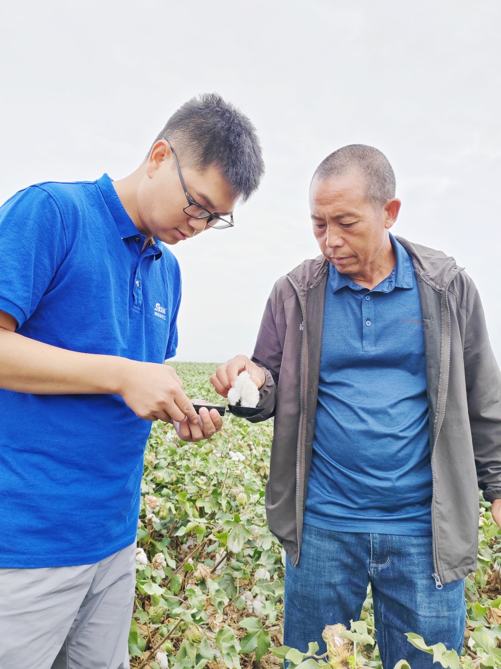 安博电竞农艺师李春侨（左），在种植户陈克明（右）的棉田进行单铃测重，预估产量.jpg