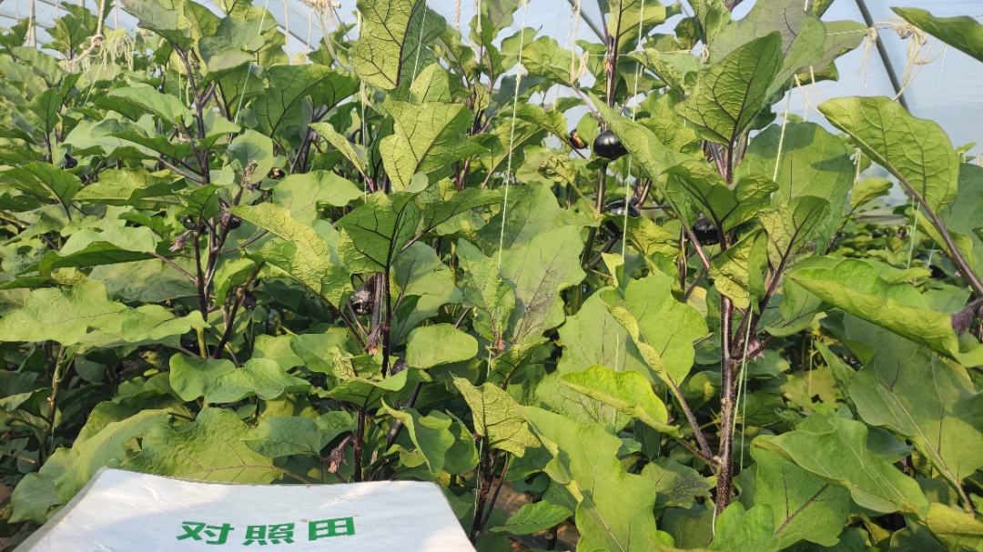 对照田茄子长势图.jpg
